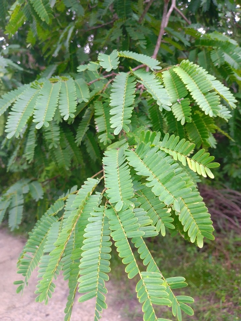 False Tamarind