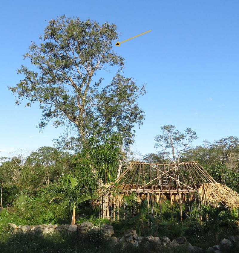 False Tamarind photo 2