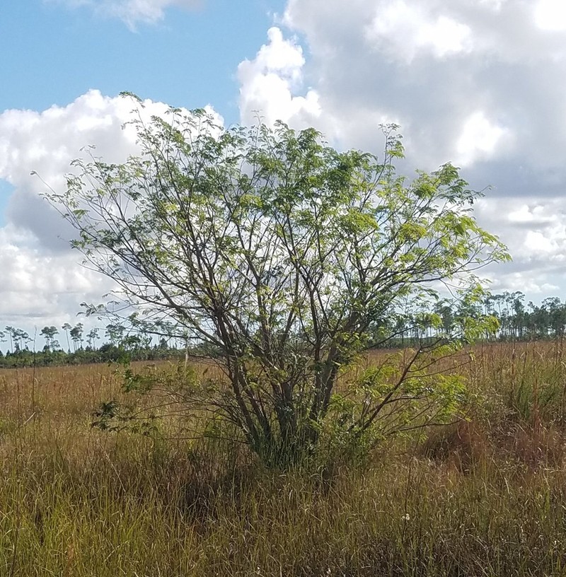 False Tamarind photo 3