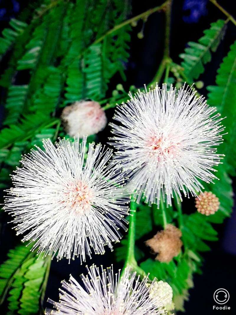 False Tamarind photo 4