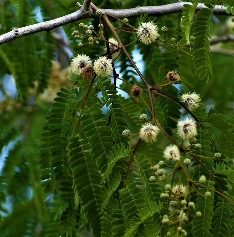 False Tamarind photo 5