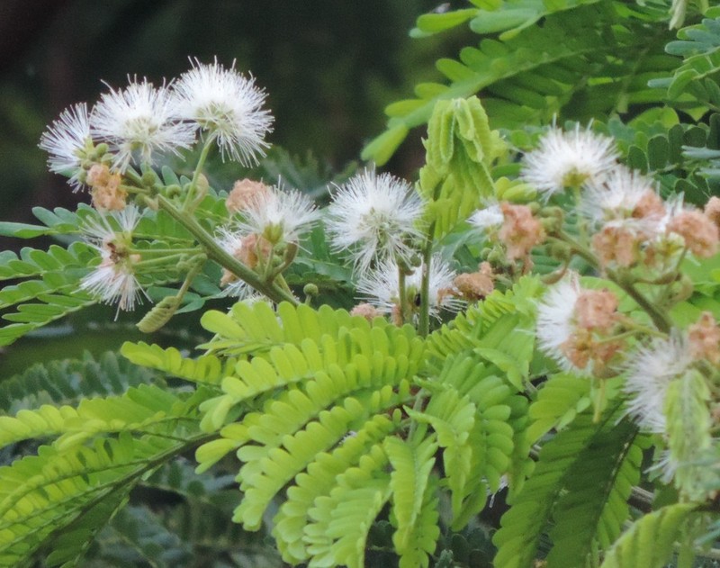False Tamarind photo 6