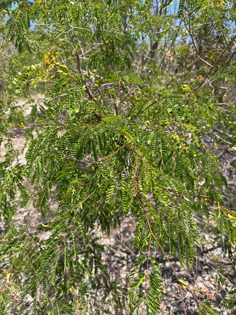 False Tamarind photo 8