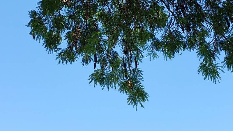 Littleleaf False Tamarind photo 2
