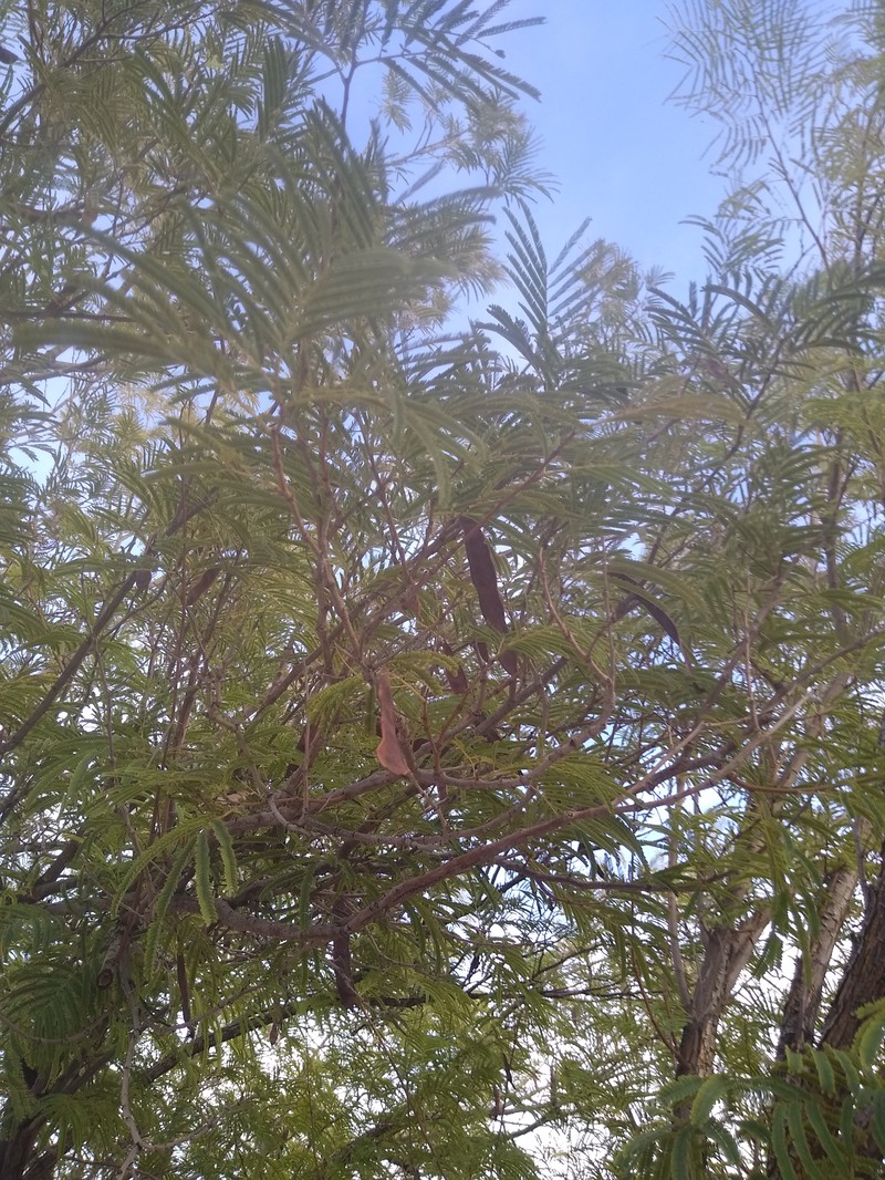 Littleleaf False Tamarind