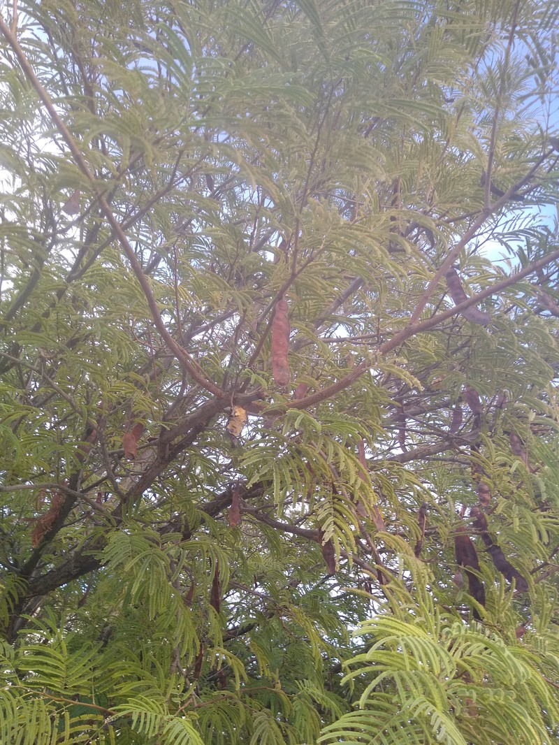 Littleleaf False Tamarind photo 3