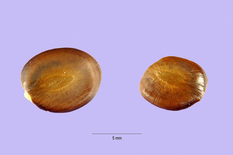 Littleleaf False Tamarind photo 4