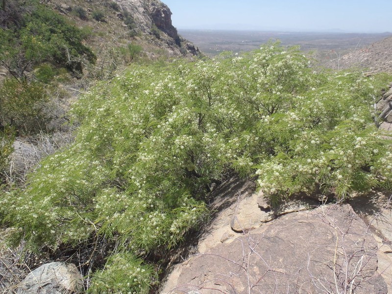 Littleleaf False Tamarind photo 2