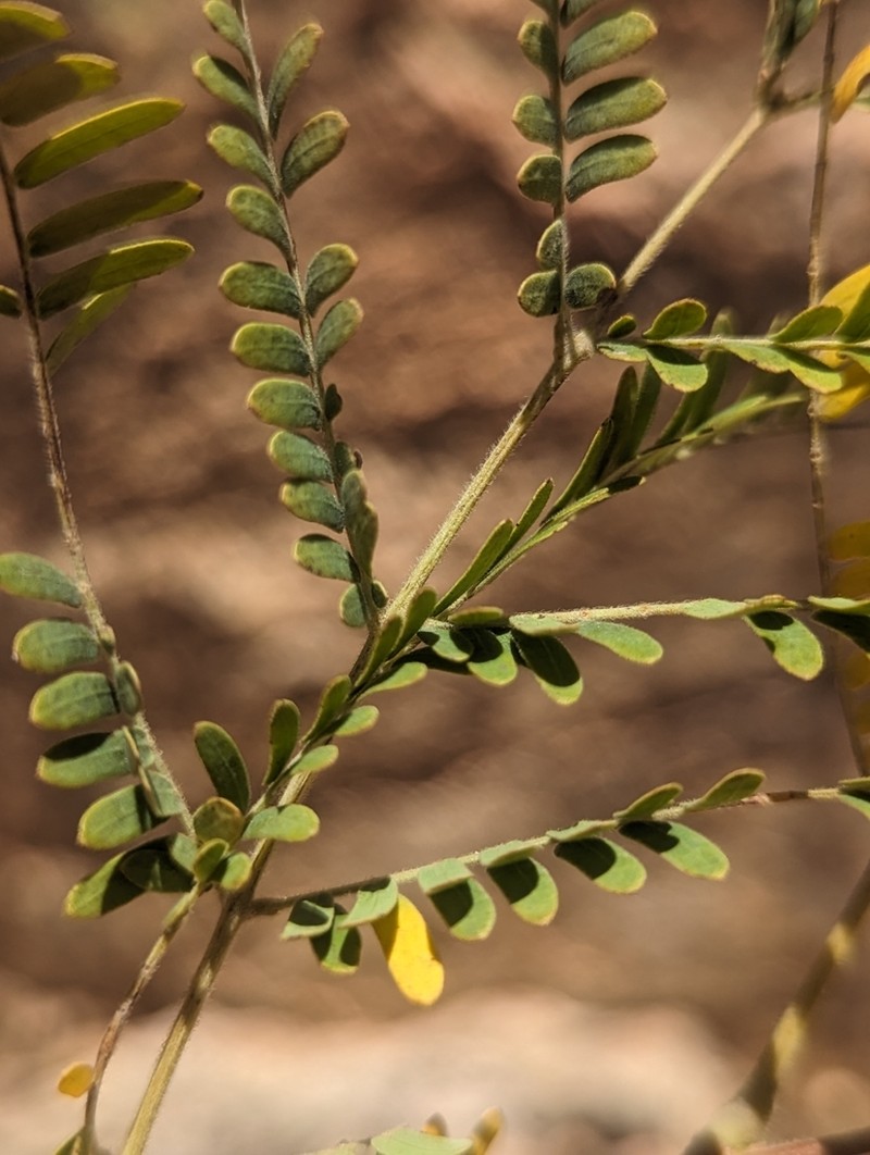 Littleleaf False Tamarind photo 3