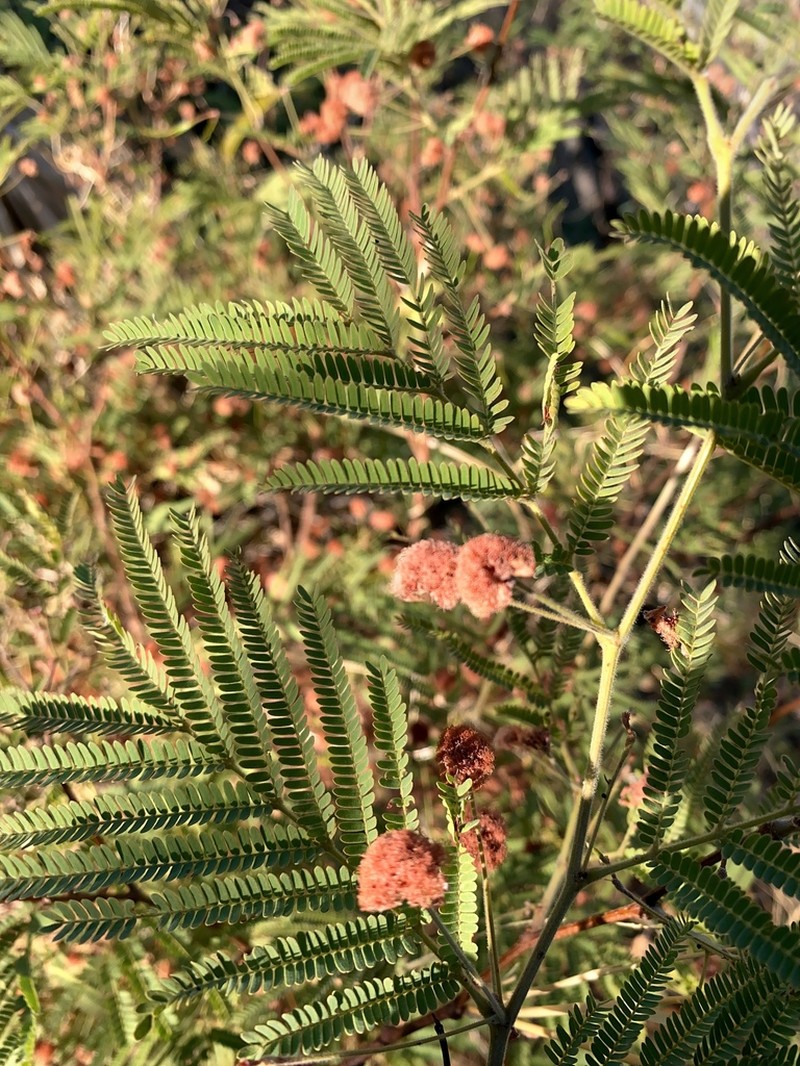 Littleleaf False Tamarind photo 6