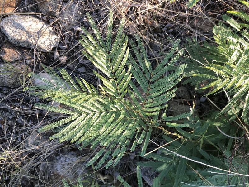Littleleaf False Tamarind photo 7