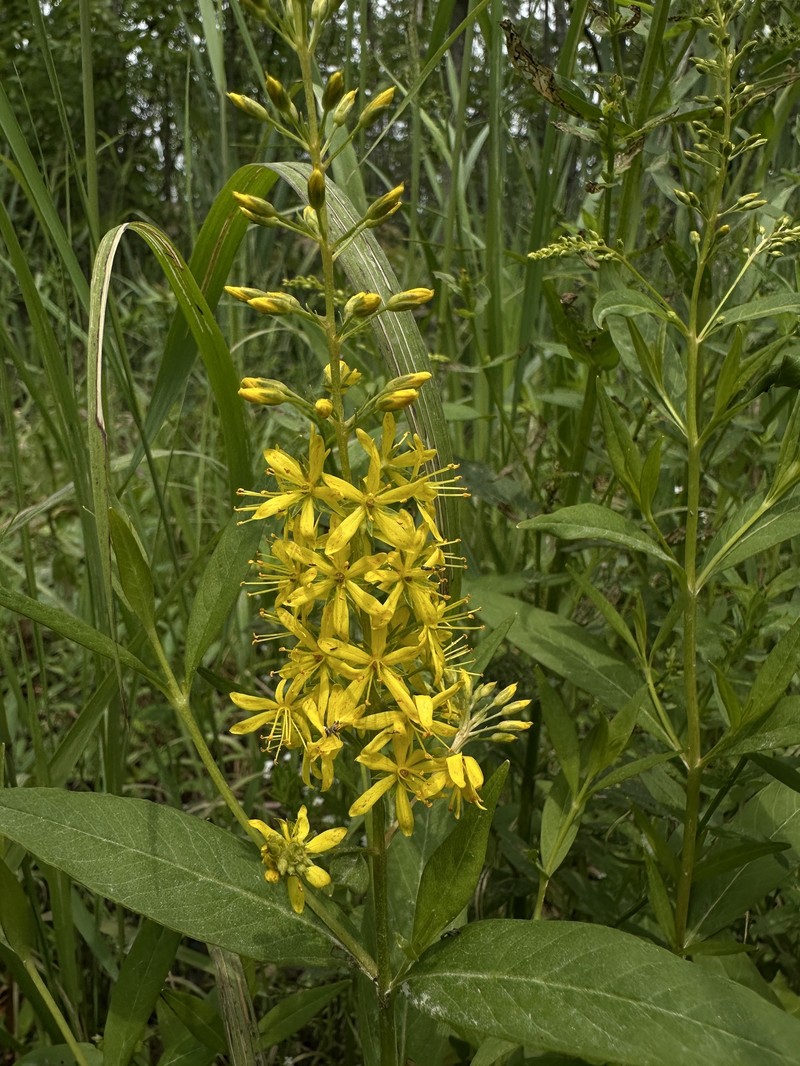 Yellow Loosestrife photo 6