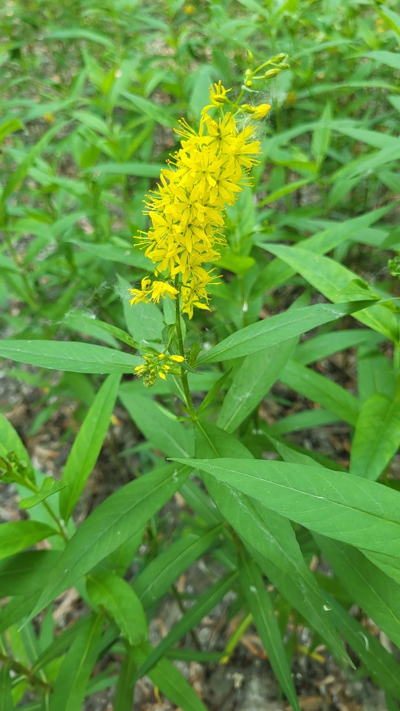 Yellow Loosestrife photo 7