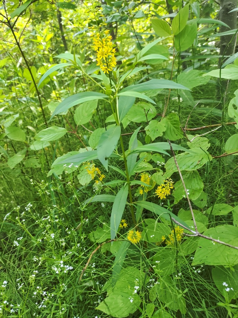 Yellow Loosestrife photo 8
