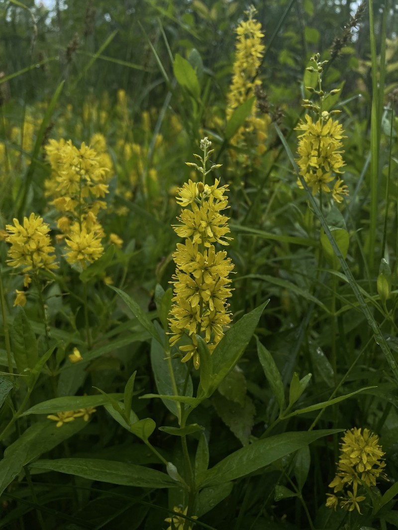 Yellow Loosestrife photo 9