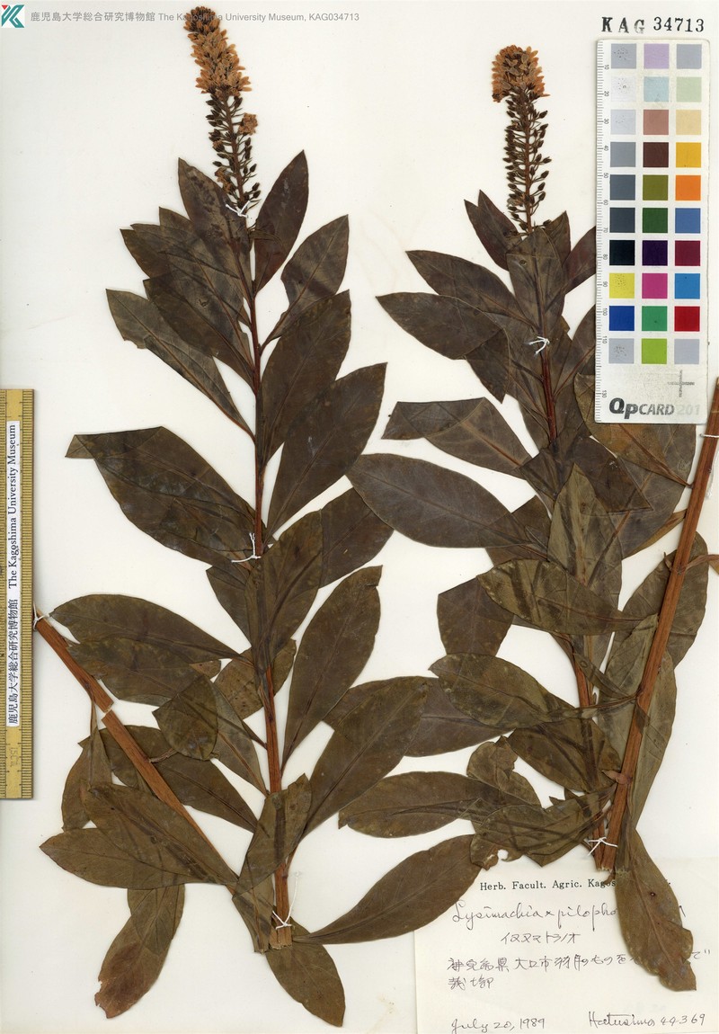 Lysimachia × pilophora
