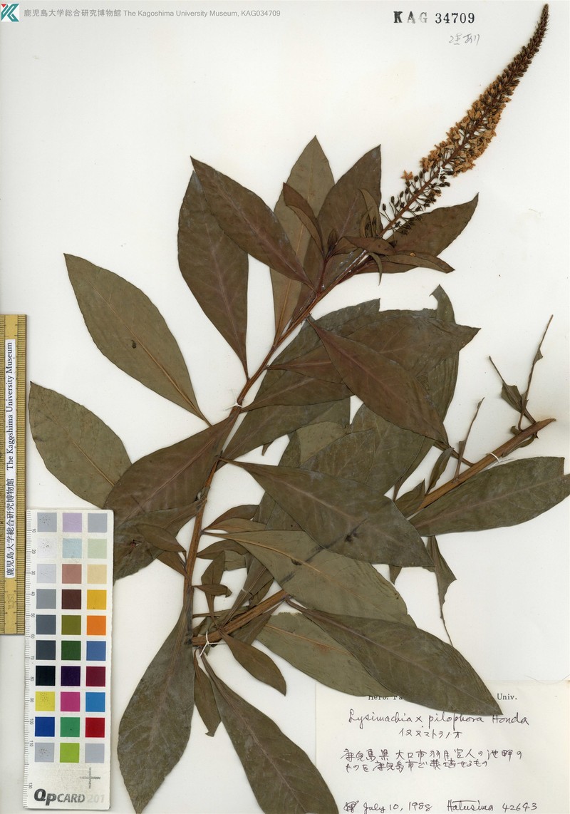 Lysimachia × pilophora photo 2