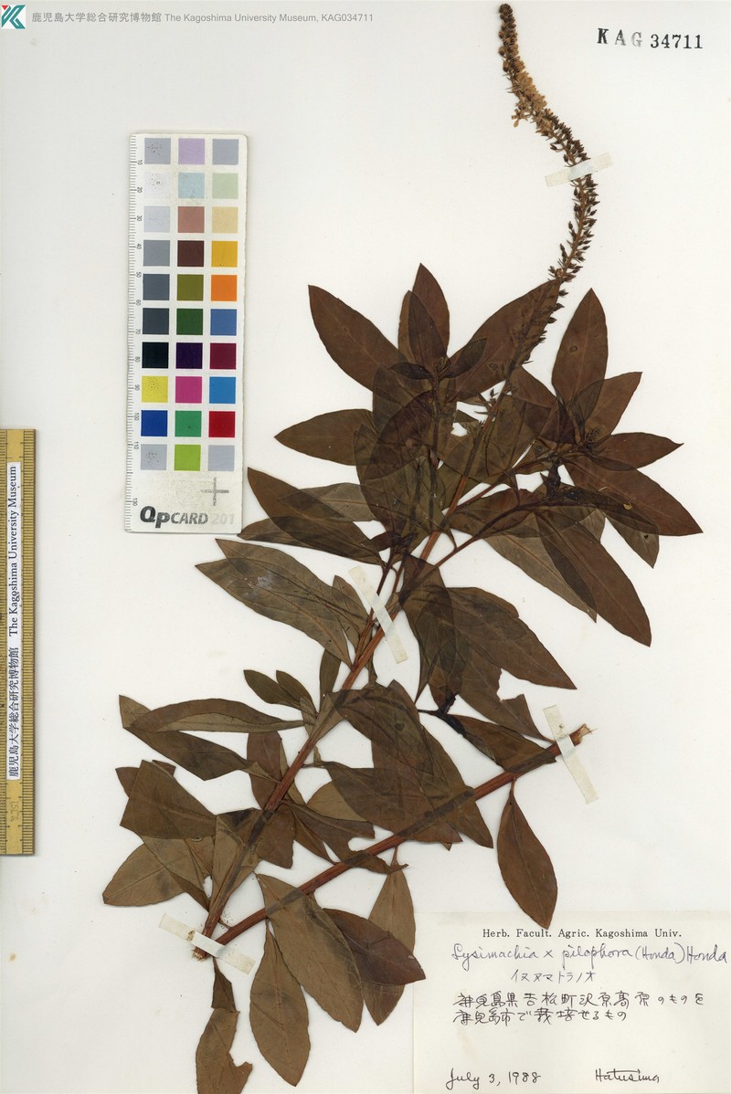 Lysimachia × pilophora photo 3