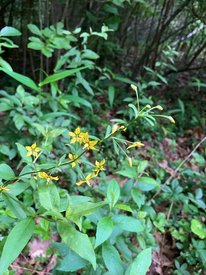Yellow Loosestrife
