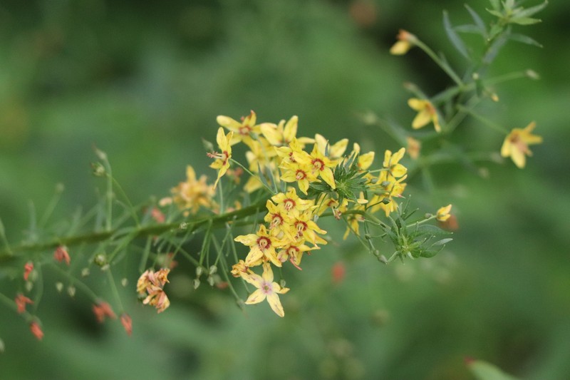 Yellow Loosestrife photo 2
