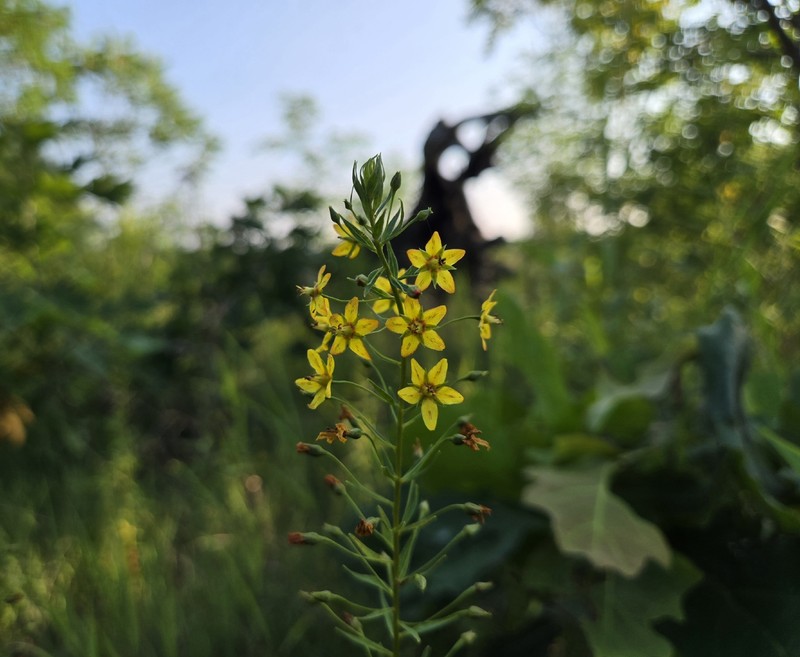 Yellow Loosestrife photo 3