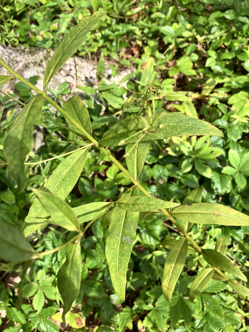 Yellow Loosestrife photo 4