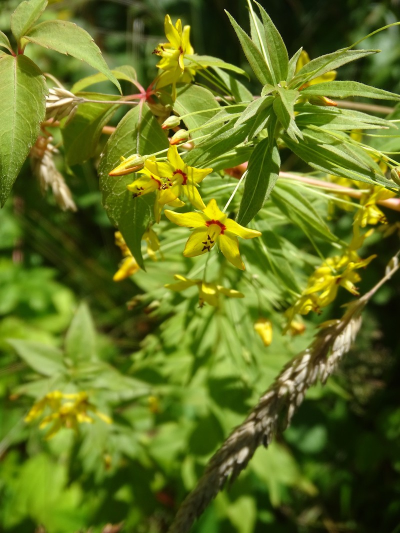Yellow Loosestrife photo 5