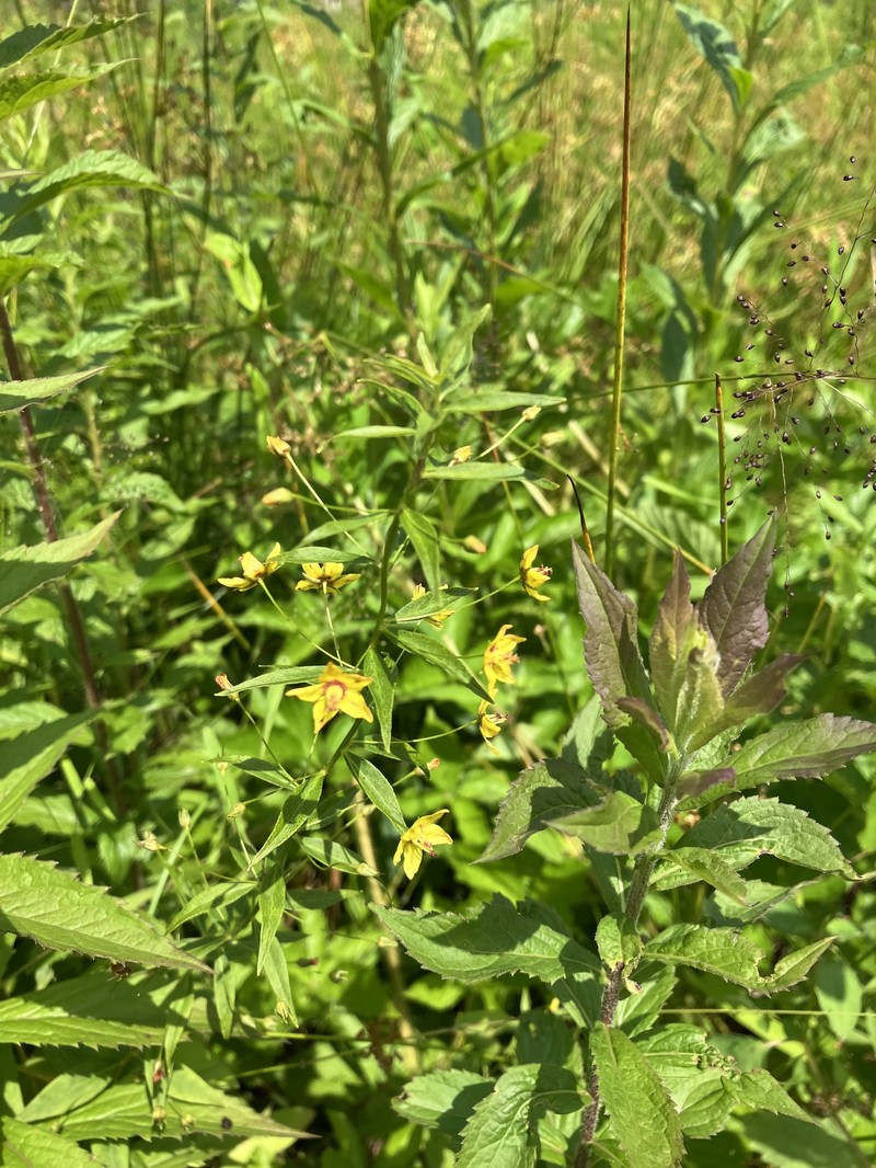 Yellow Loosestrife photo 6