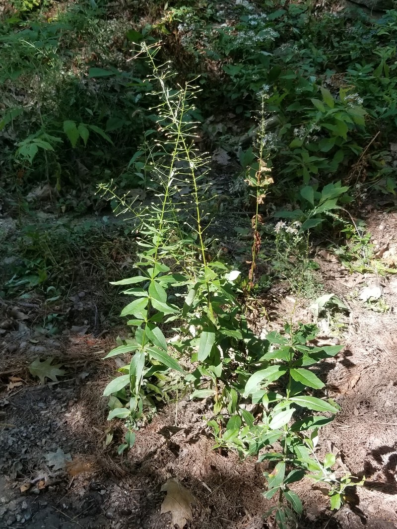 Yellow Loosestrife photo 7
