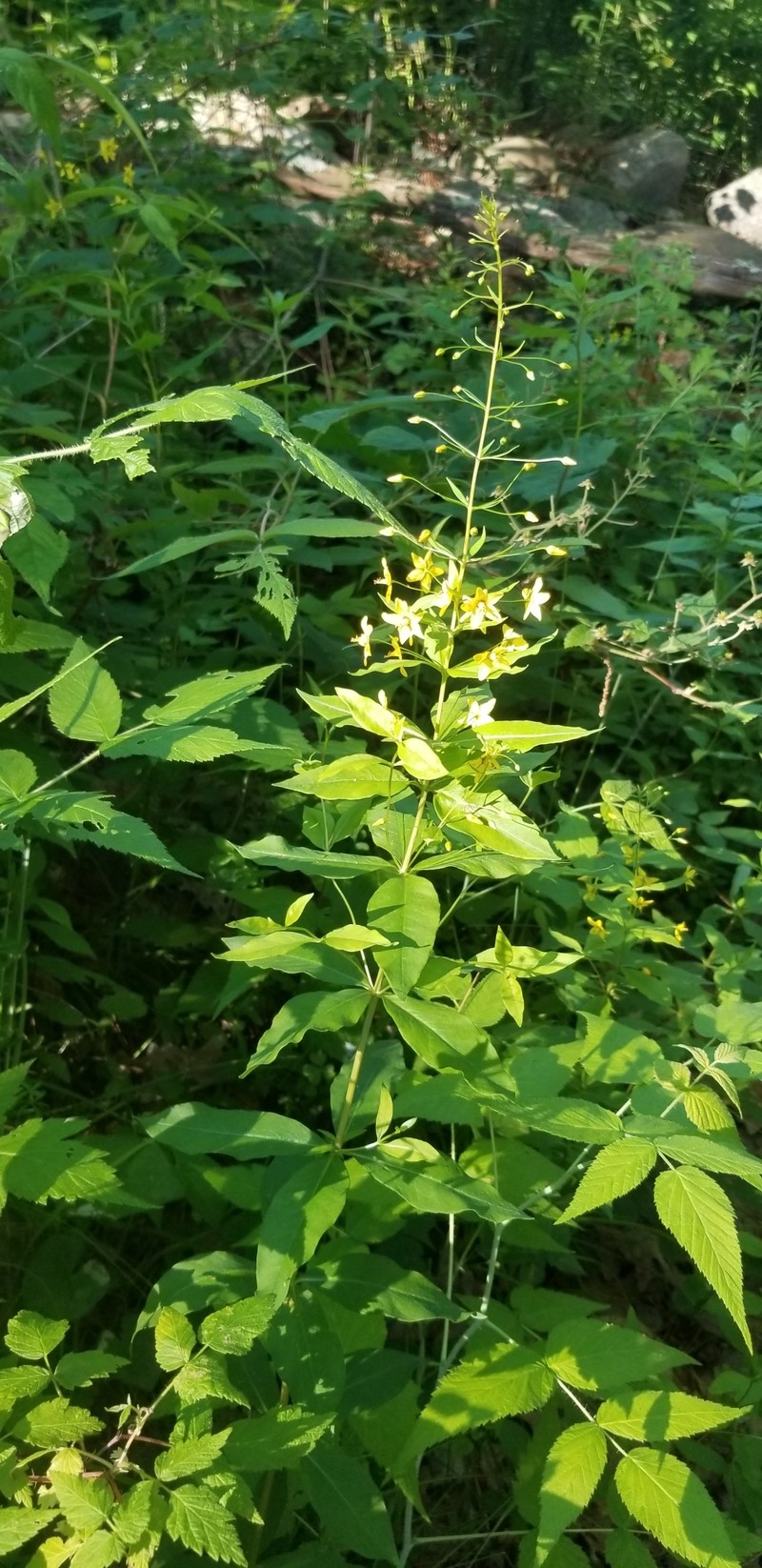 Yellow Loosestrife photo 8