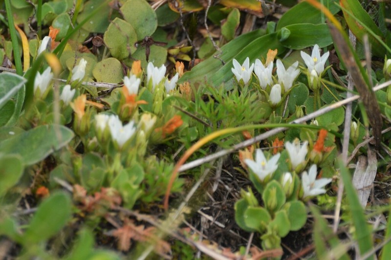 Lysimachia abscondita