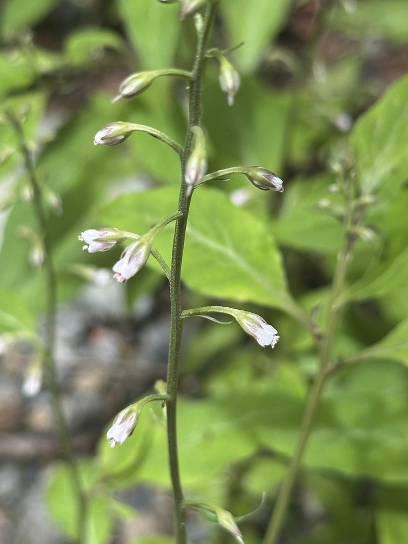 Lysimachia acroadenia