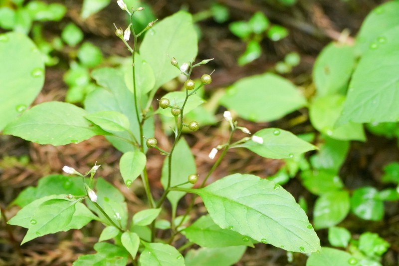 Lysimachia acroadenia photo 2