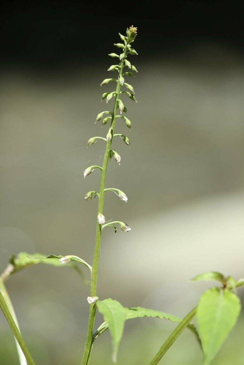 Lysimachia acroadenia photo 3
