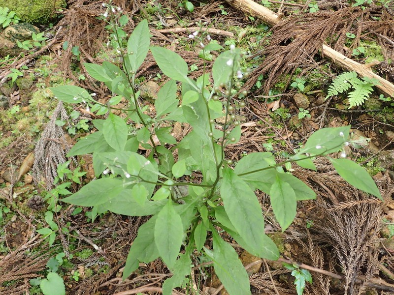 Lysimachia acroadenia photo 4