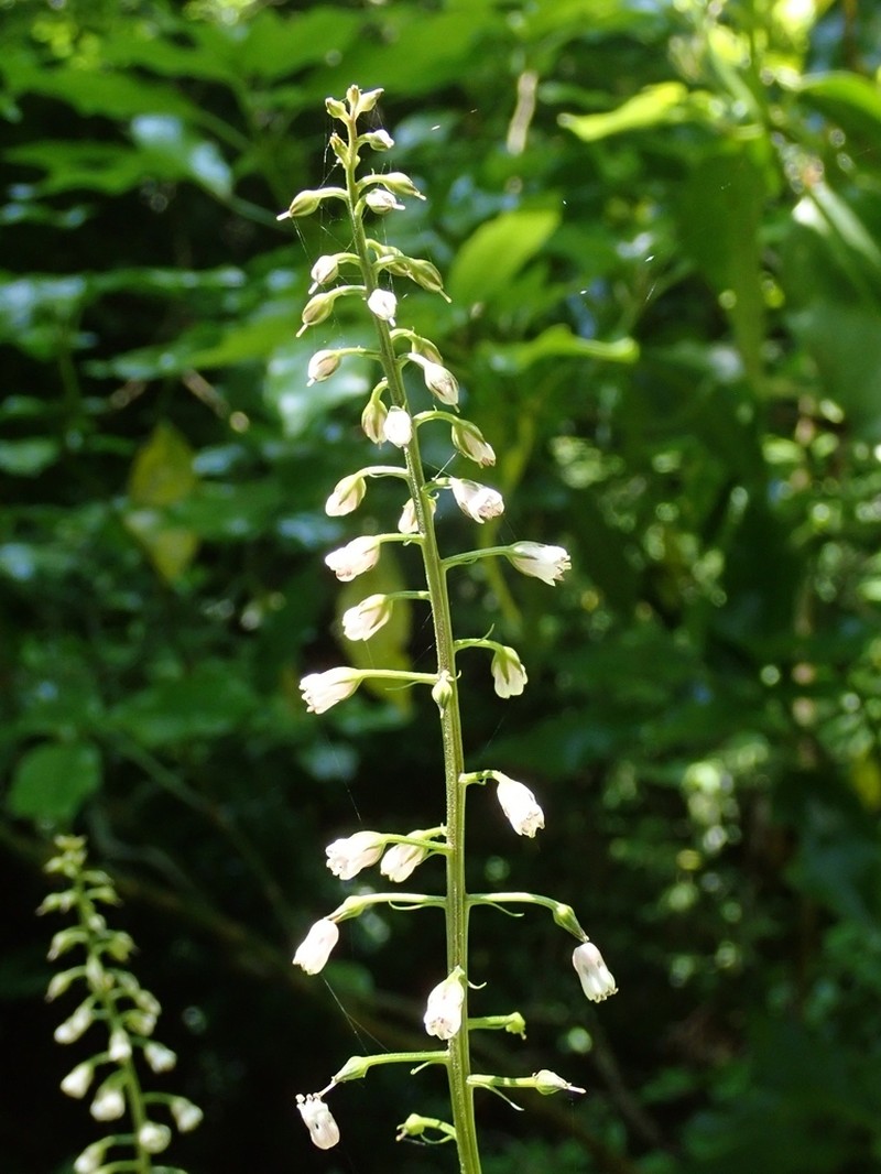 Lysimachia acroadenia photo 5