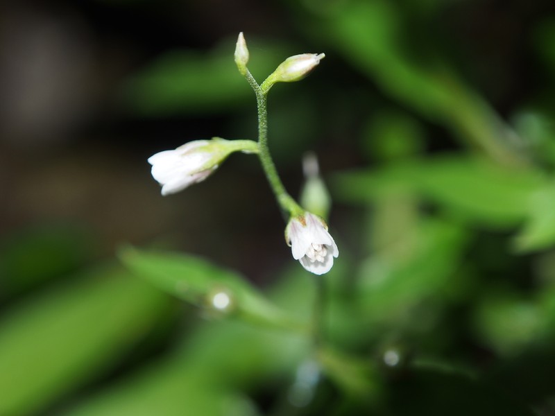 Lysimachia acroadenia photo 6