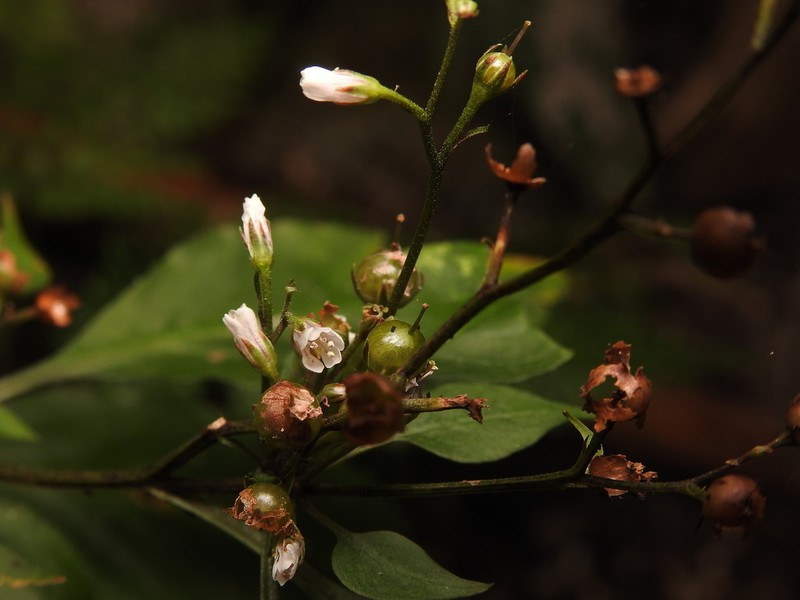 Lysimachia acroadenia photo 7