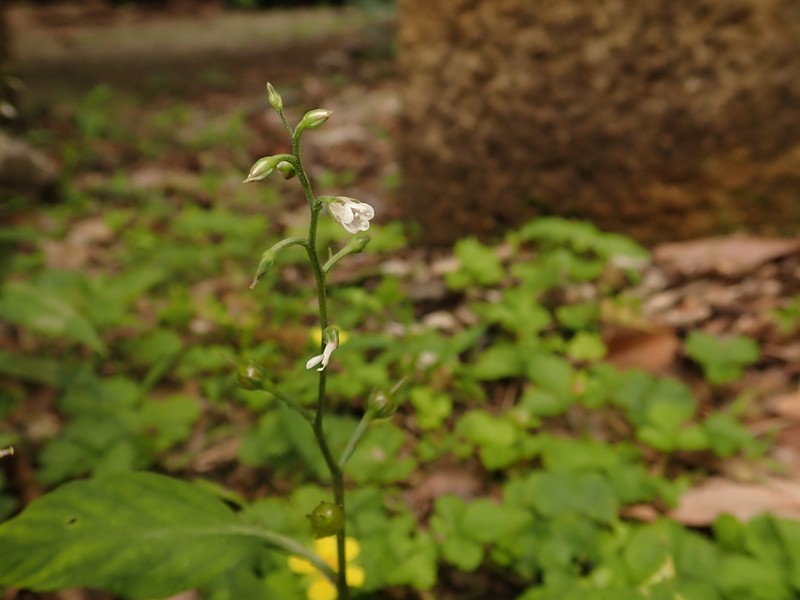Lysimachia acroadenia photo 8