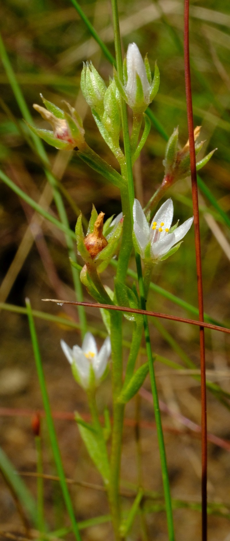 Lysimachia acuminata photo 2