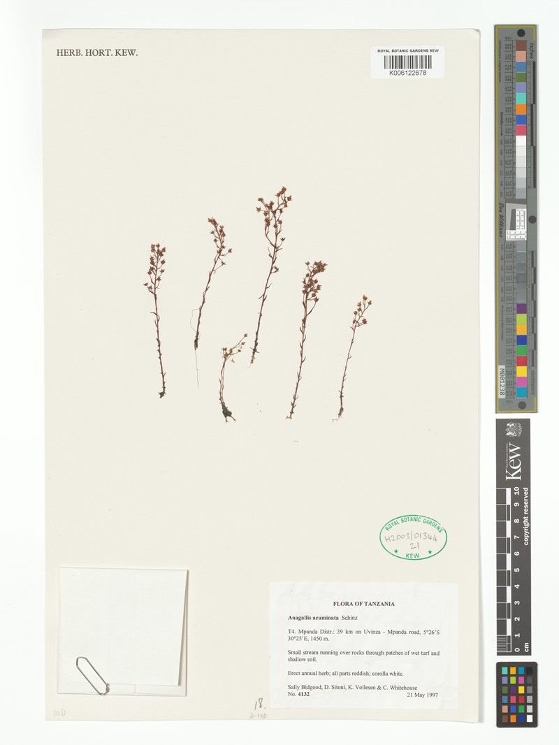 Lysimachia acuminata photo 5