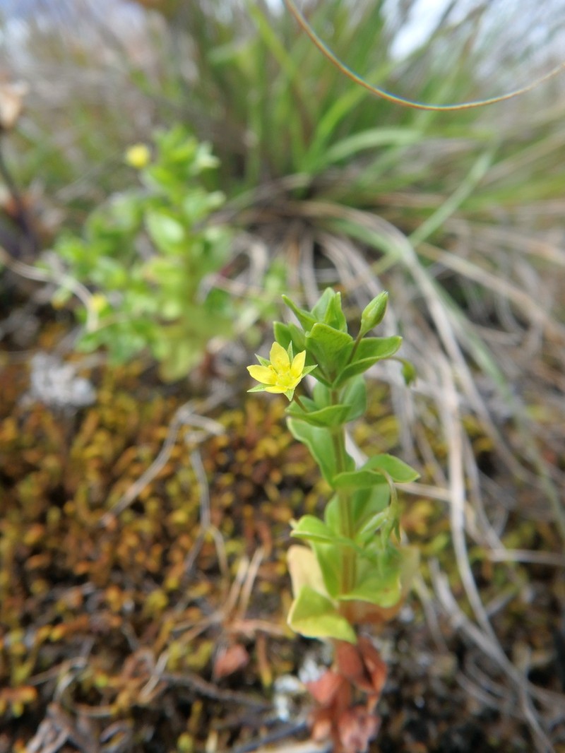 Lysimachia adoensis