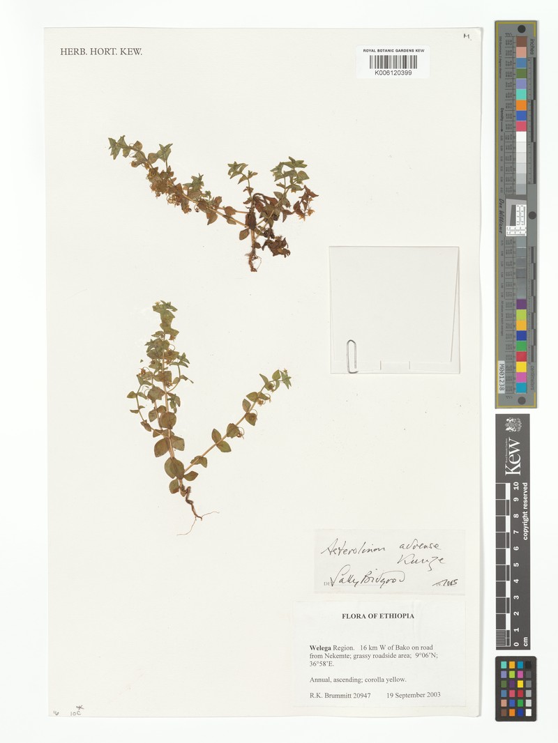Lysimachia adoensis photo 2