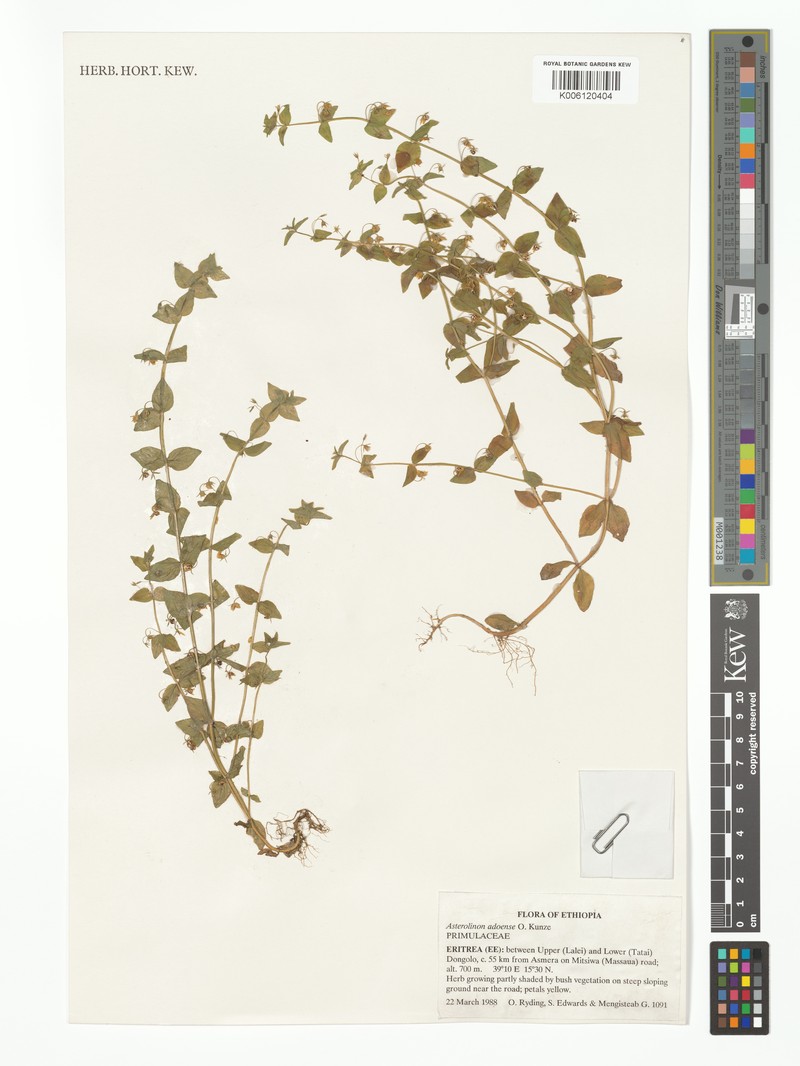 Lysimachia adoensis photo 3