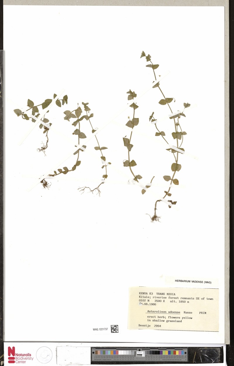 Lysimachia adoensis photo 4