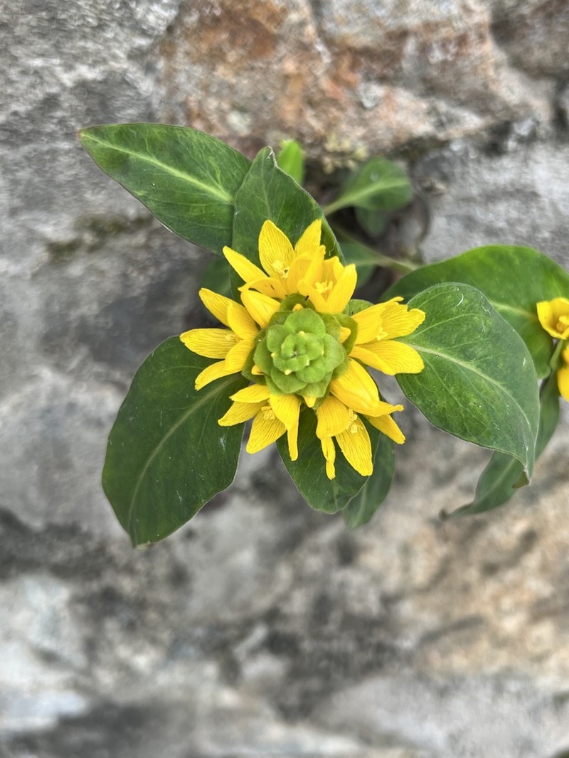 Lysimachia alfredi