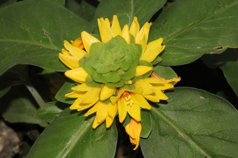 Lysimachia alfredi photo 2