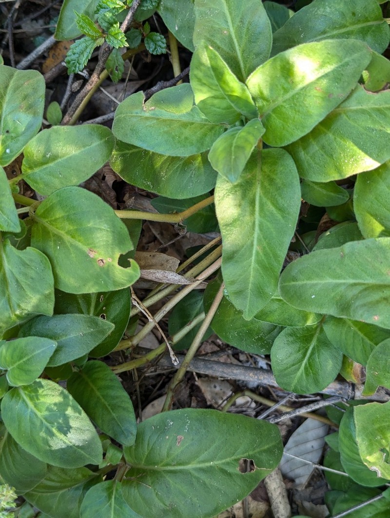 Lysimachia alfredi photo 3