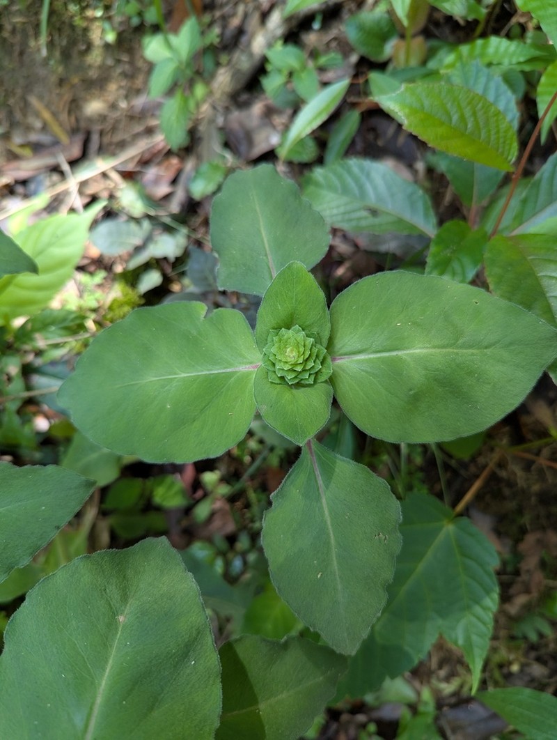 Lysimachia alfredi photo 4