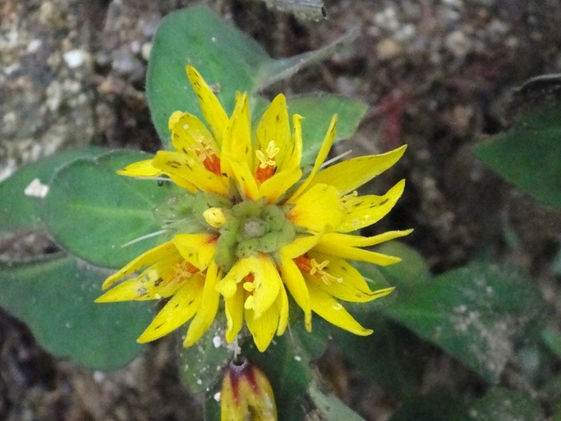 Lysimachia alfredi photo 5